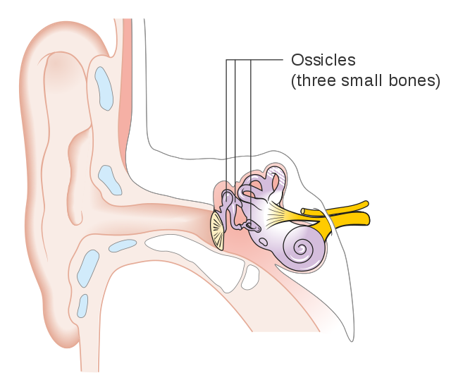 Phonetics Diagram of the ear StudySmarter