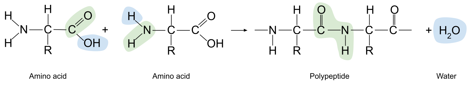 Polímeros Reacción de condensación Proteínas StudySmarter