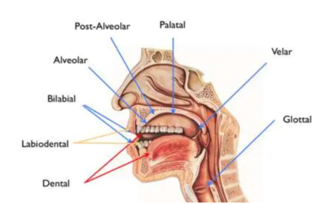 Lieu d'articulation, diagramme du lieu d'articulation, StudySmarter