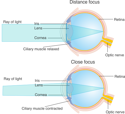 Lentilles. Mise au point de l'œil. StudySmarter