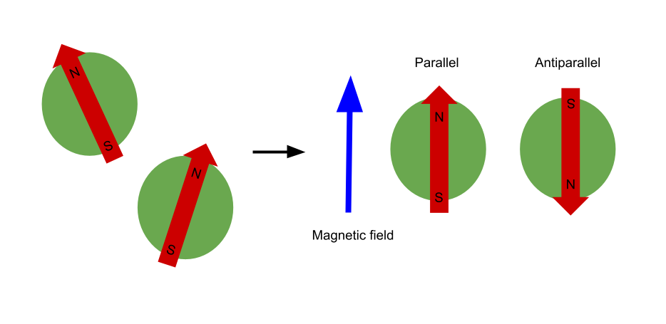 Carbone-13 RMN champ magnétique parallèle antiparallèle StudySmarter