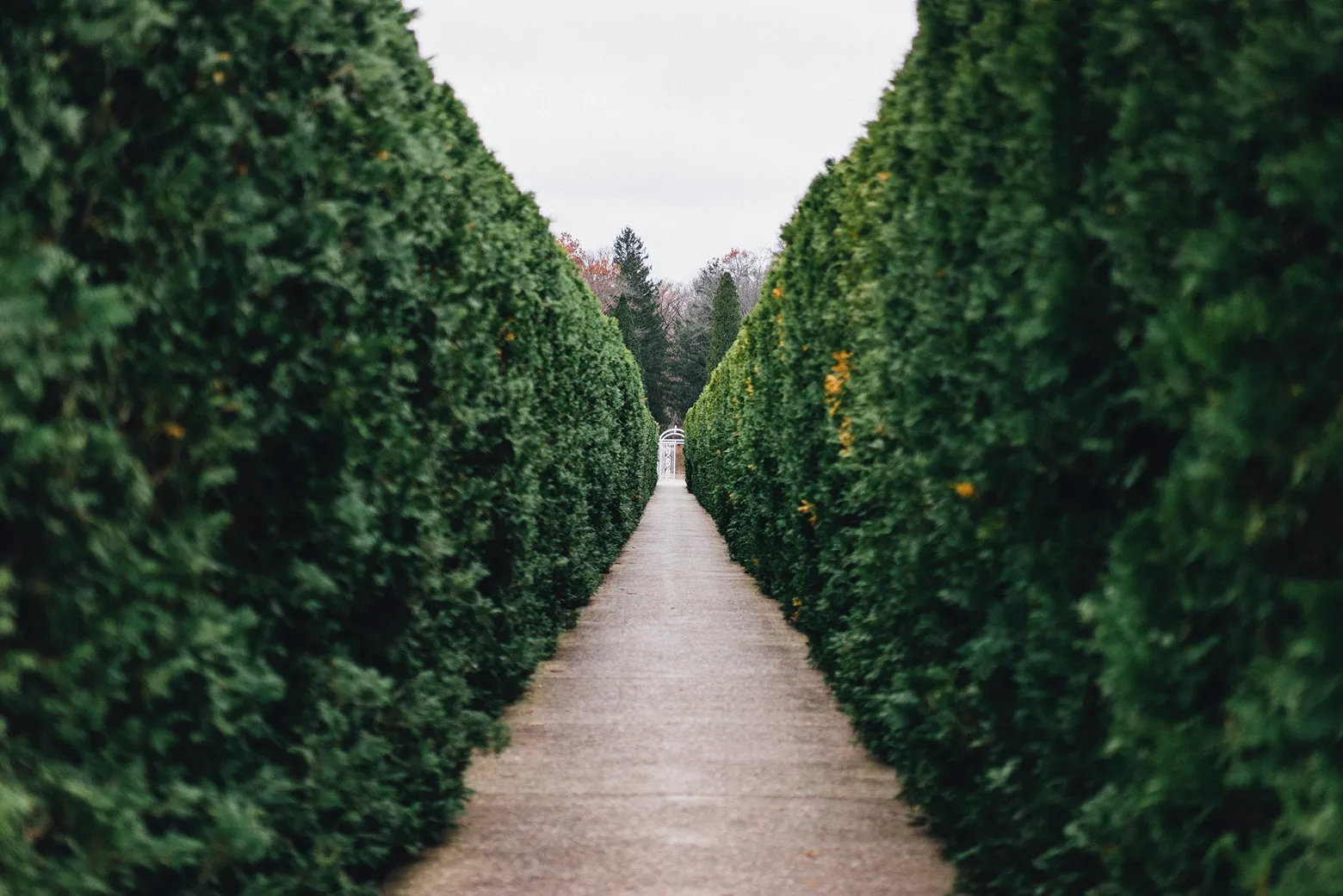 Here Philip Larkin, Hedges, StudySmarter