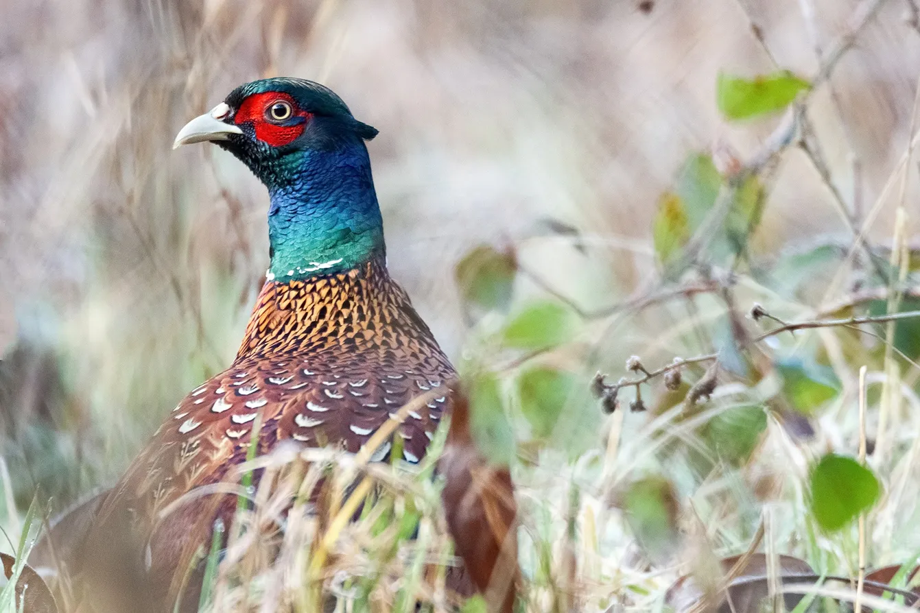 Here Philip Larkin, Pheasants, StudySmarter