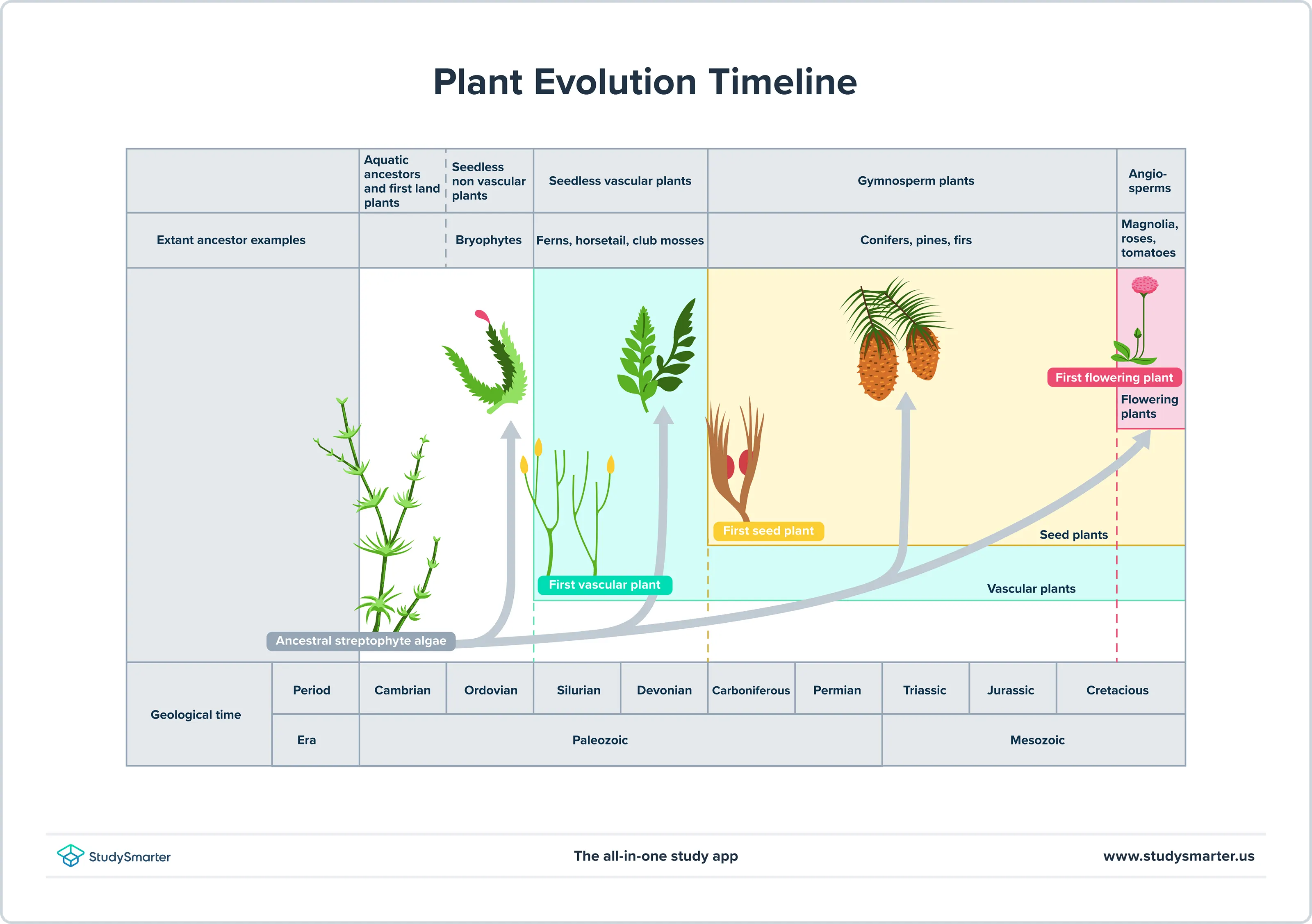 Plant Evolution Timeline, origin and evolution of plants StudySmarter