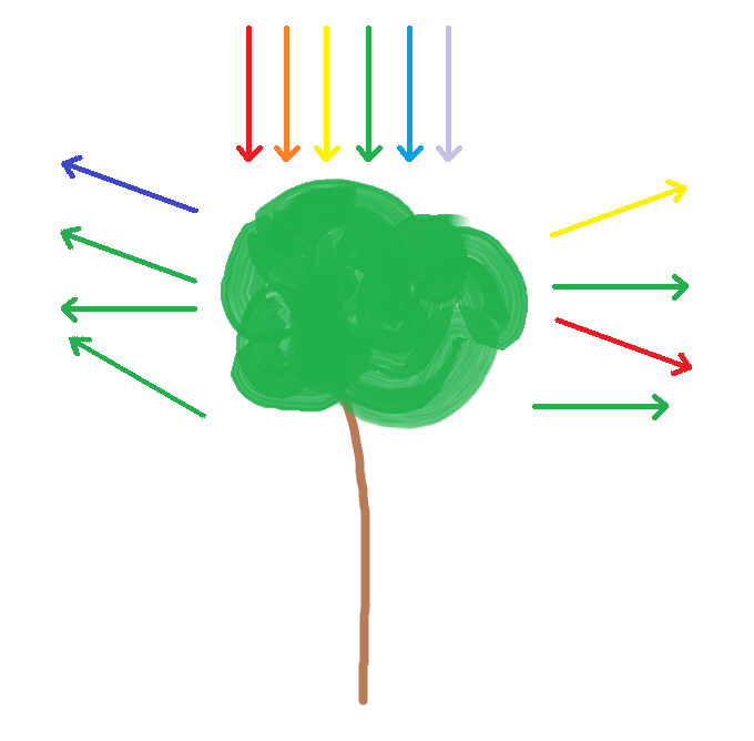 La réflexion de la lumière Diagramme de réflexion montrant que les plantes réfléchissent la lumière verte StudySmarter