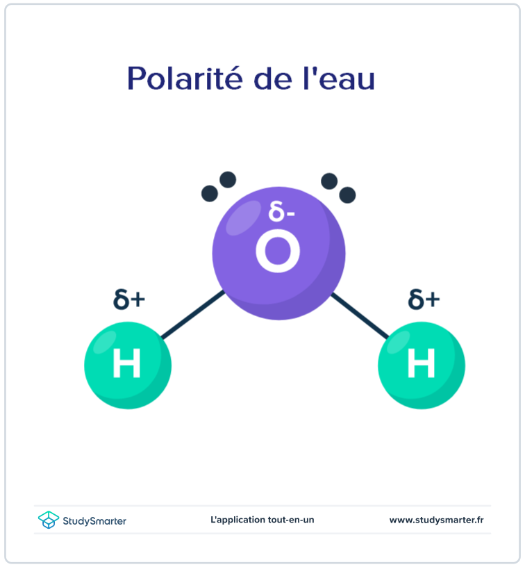 Molécule polaire et apolaire, La polarité de la molécule d'eau, StudySmarter