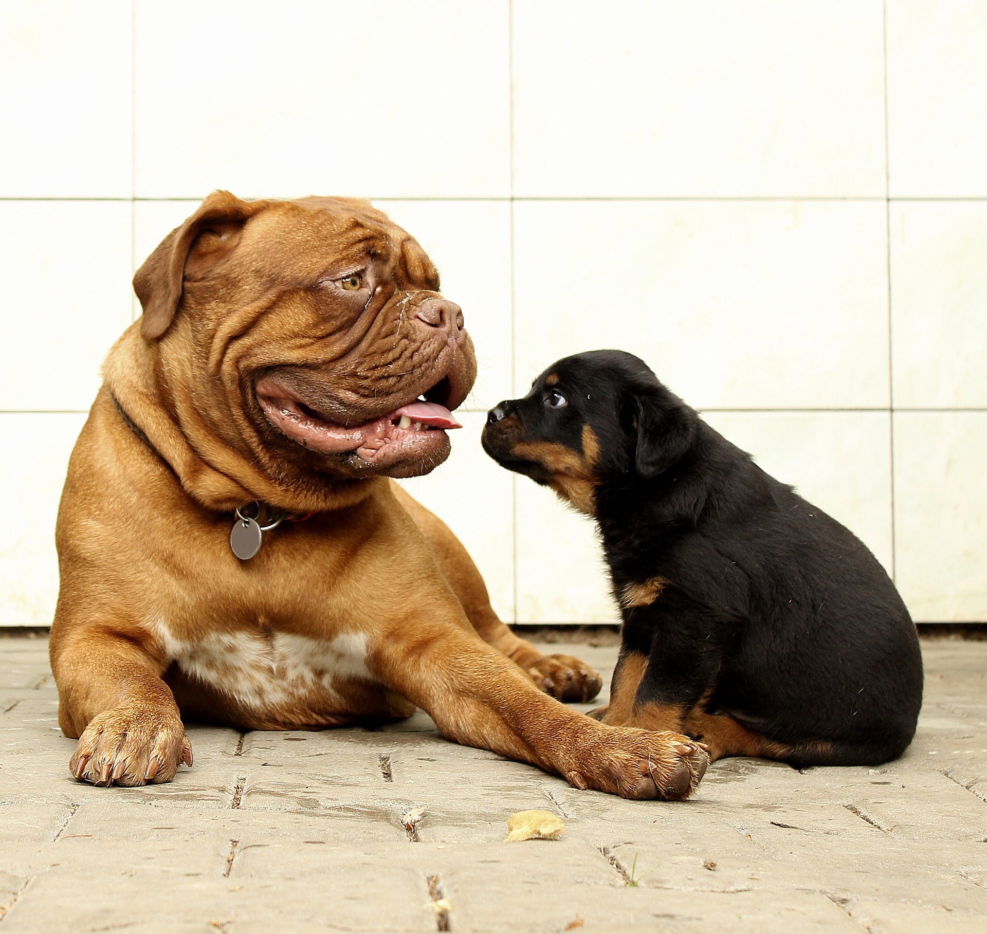 Distribución T perro grande y pequeño que muestra la varianza de tamaño StudySmarter