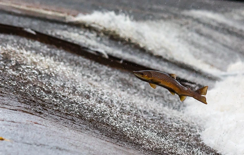 As I Walked Out One Evening, Salmon in a River, StudySmarter