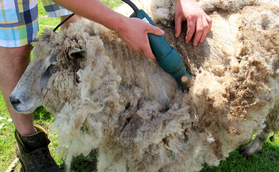 Ranching, Ranching System, Shearing, StudySmarter