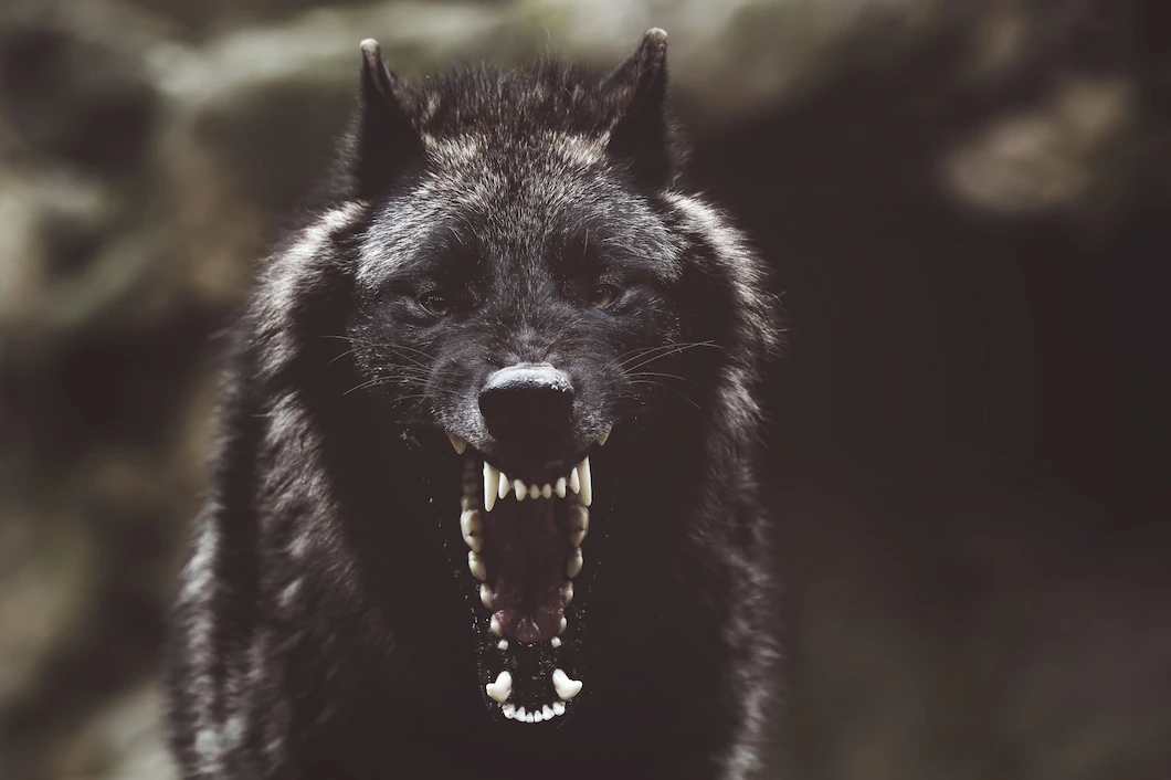 Freud Wolfman Study, a black wolf snarling, StudySmarter