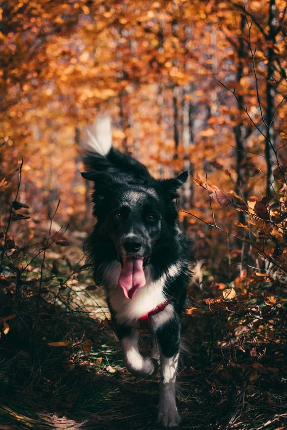 Chicago, Dog in woods with tongue out, StudySmarter