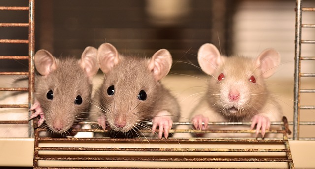 Ethics of Neuroscience, three rats resting their paws on an open cage door, StudySmarter.