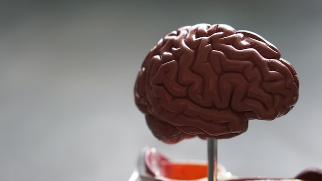Ethics of Neuroscience, a plastic model of the brain, StudySmarter.