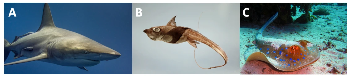 Fische Hai Rochen Seekatze StudySmarter