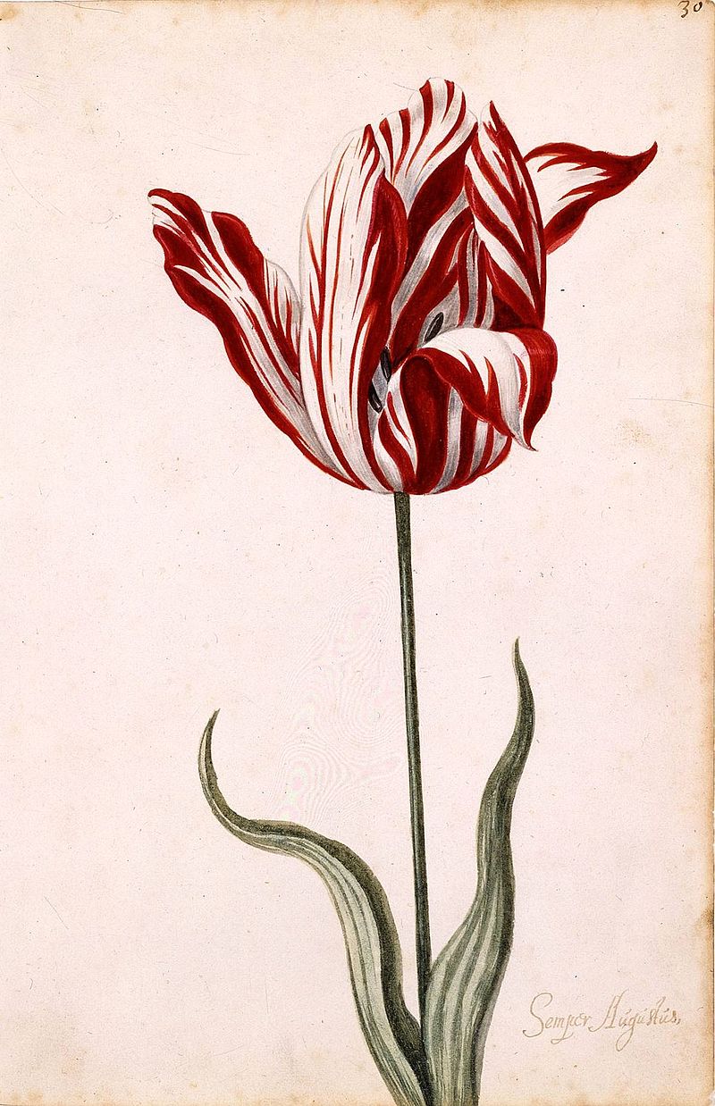 Histoire de la manie des tulipes Semper Augustus : la fleur la plus chère pendant la manie des tulipes StudySmarter