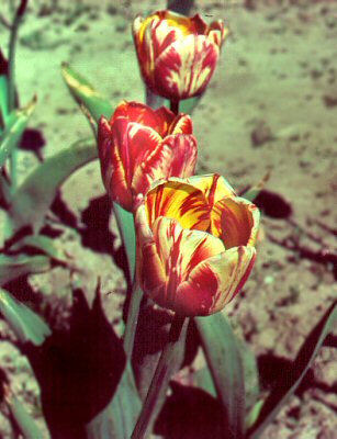 Histoire de la manie des tulipes Les tulipes infectées par un virus étaient les plus chères StudySmarter