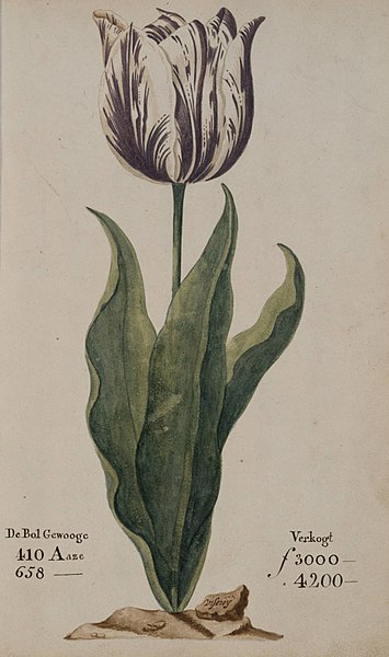 Histoire de la manie des tulipes 1637 Illustration d'une étude sur les tulipesSmarter