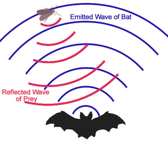 Echolocation Diagramme montrant comment les chauves-souris utilisent l'écholocation StudySmarter