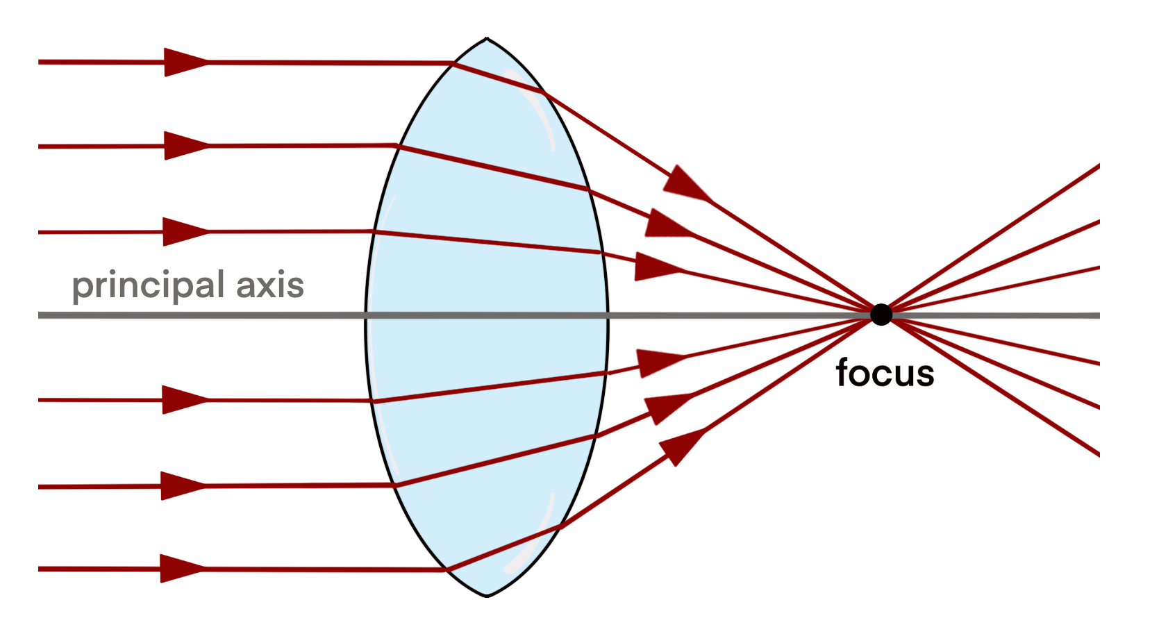 Diagrammes des rayons Une lentille convexe qui fait converger les rayons lumineux vers le foyer StudySmarter Originals