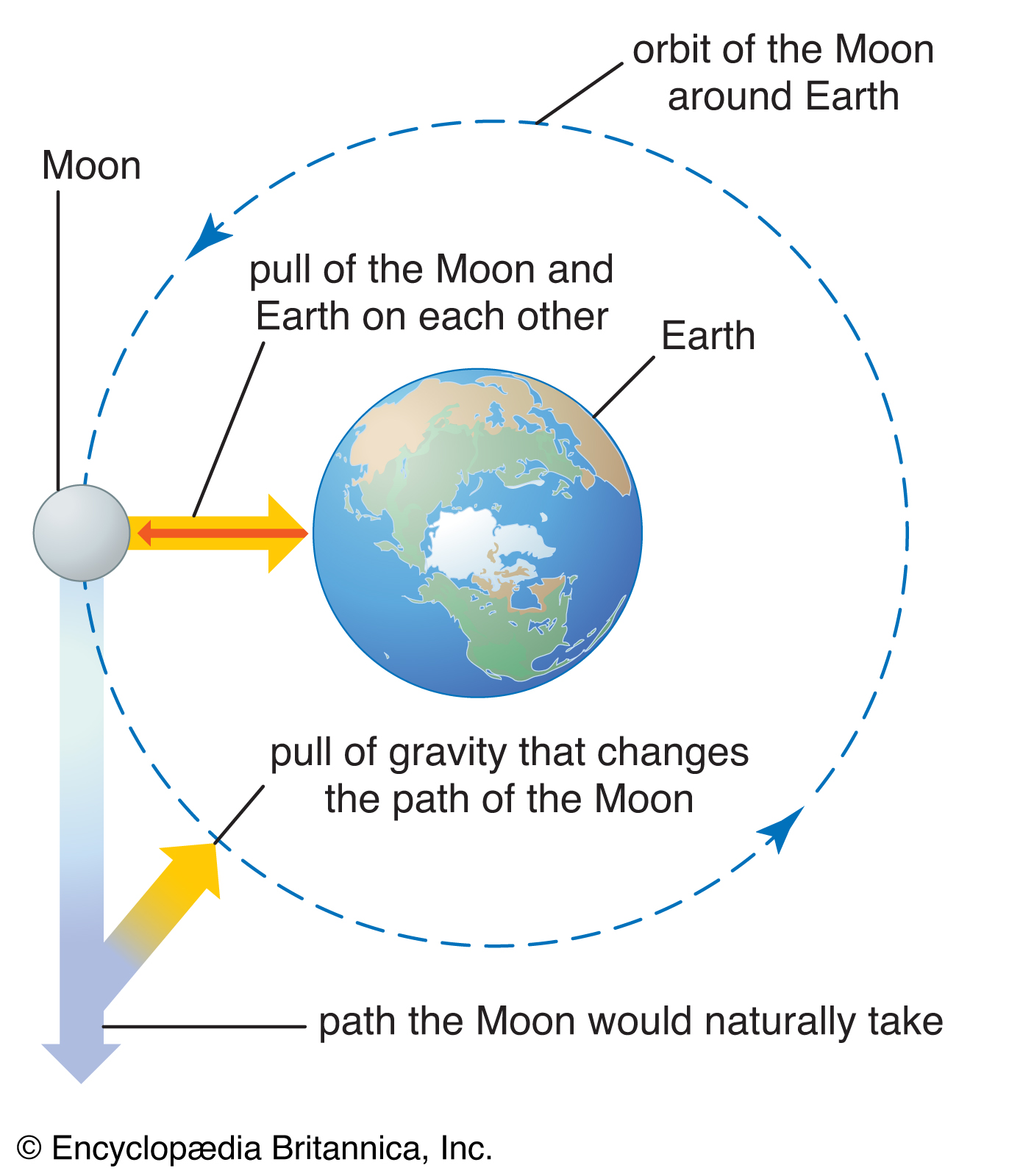 Les forces de la nature Effet de la gravité entre la terre et la lune StudySmarter
