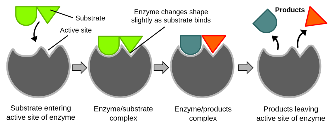 Enzimas, Un sustrato que se une a una enzima forma el complejo enzima-sustrato y luego el complejo enzima-producto, StudySmarter