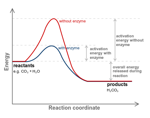 Enzimas, La diferencia de energía de activación entre dos reacciones, una catalizada por enzima y la otra sin catalizador, StudySmarter