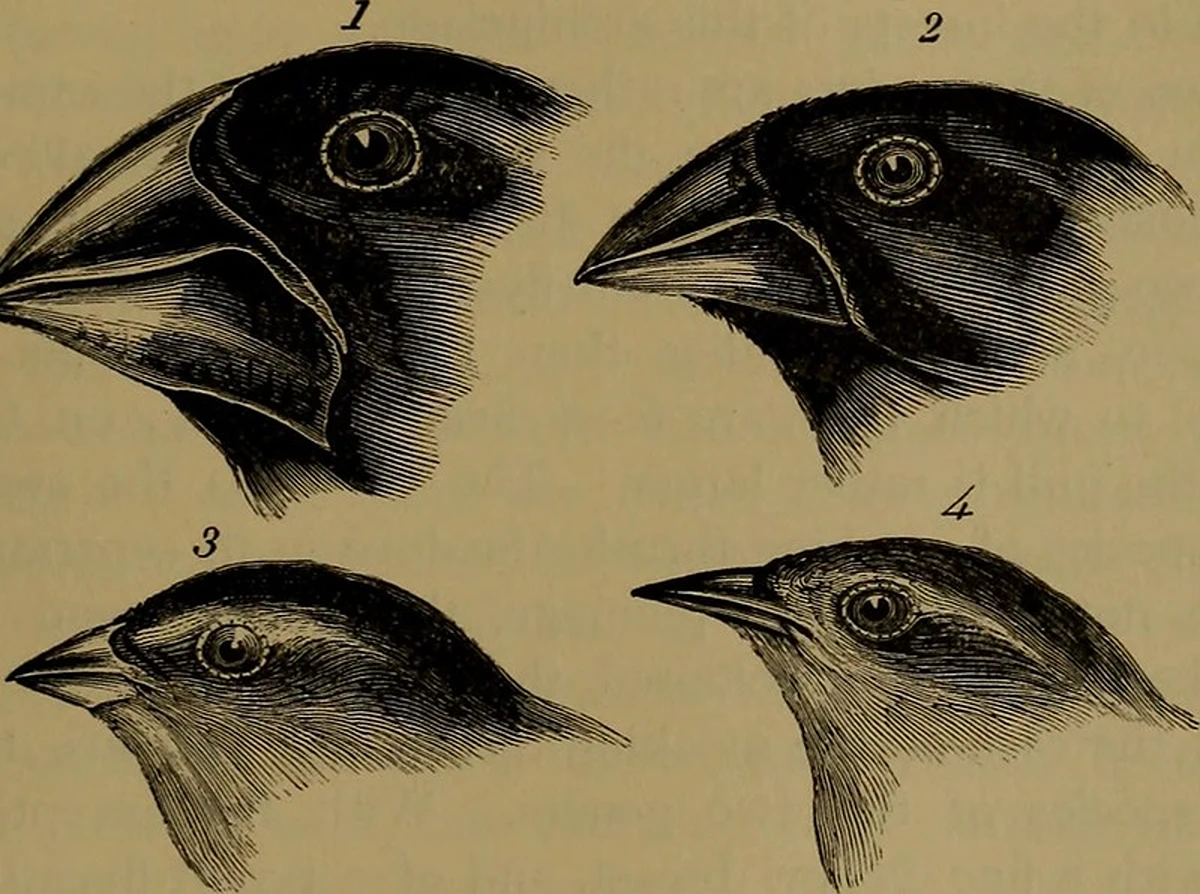 Selección natural Ejemplos, Darwin, picos en pinzones de islas Galápagos StudySmarter