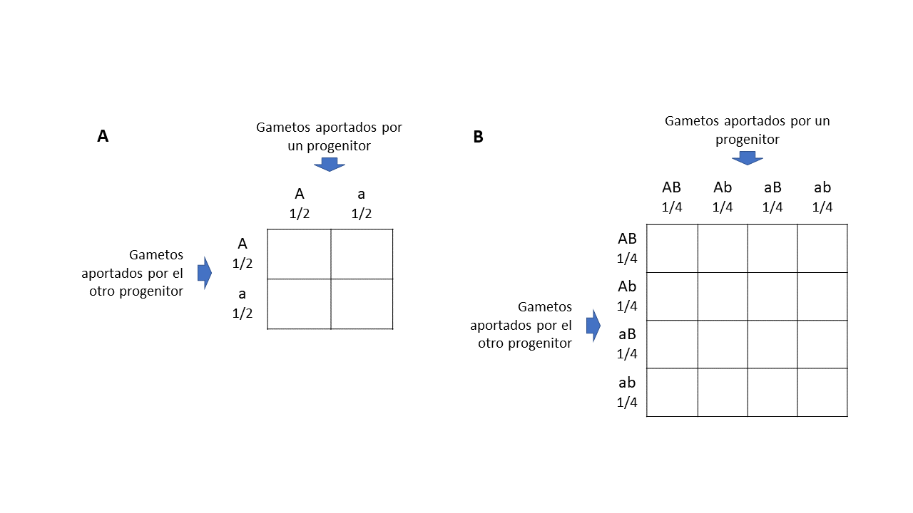 Cuadrados de Punnett Gametos parentales en cruces monohíbrido y dihíbrido StudySmarter