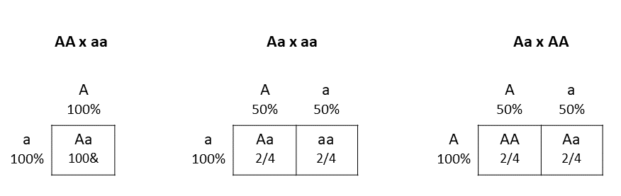Cuadrados de Punnett Ejemplos de cuadrados de Punnett para cruces de un gen StudySmarter