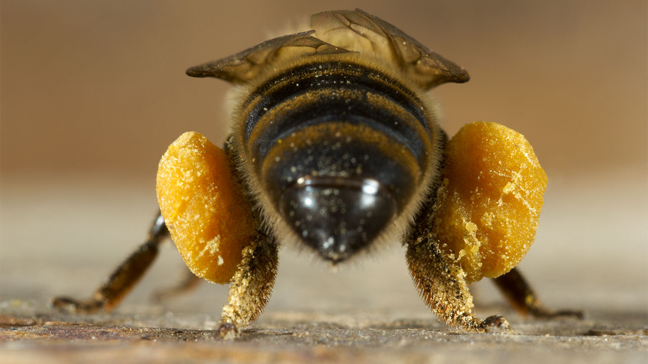 Keystone Species The "pollen sacs" which allow a bee to carrying even greater amounts of pollen. ÷ÈÓ°Ö±²¥