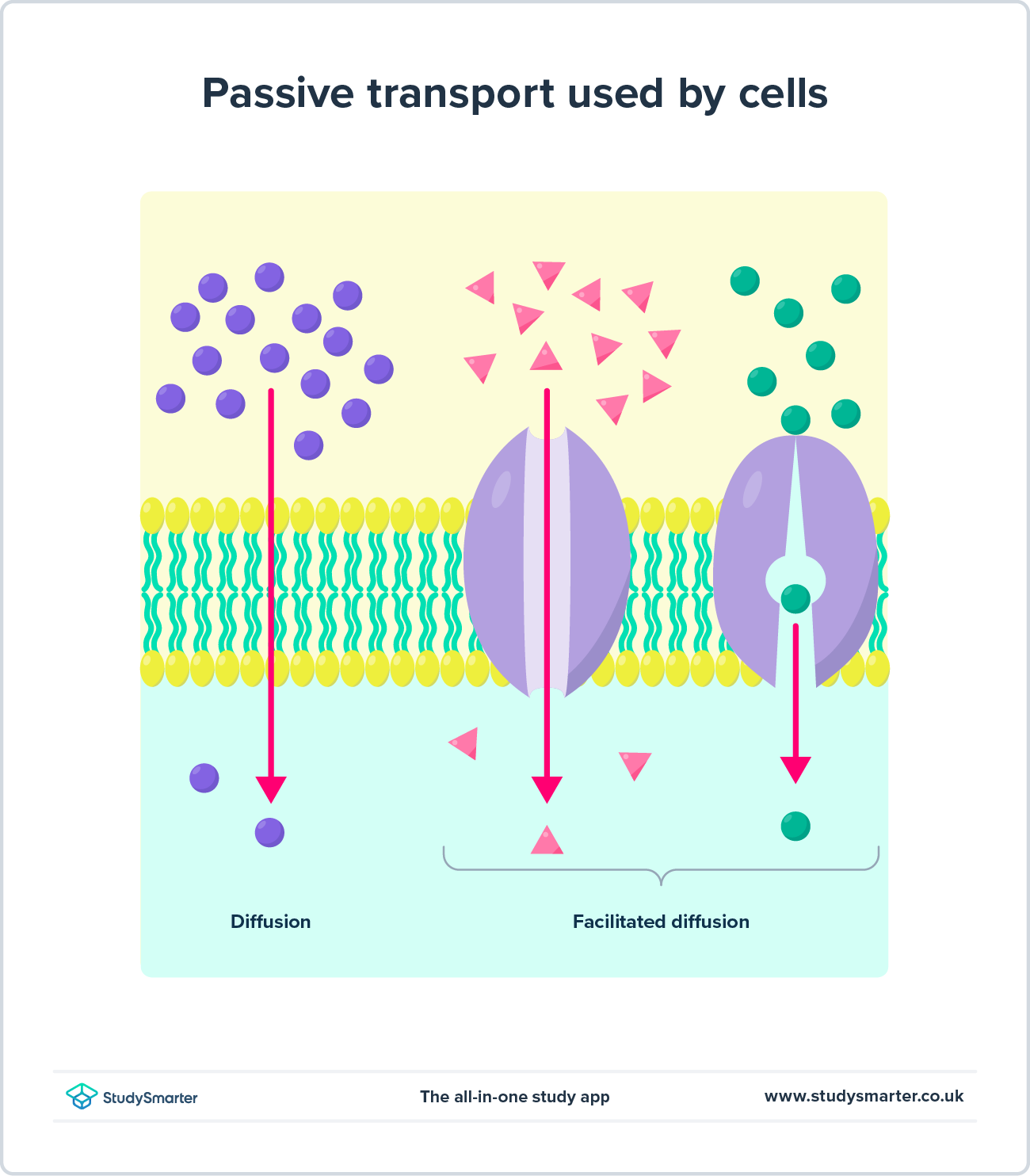 Difusión facilitada, StudySmarter Originals