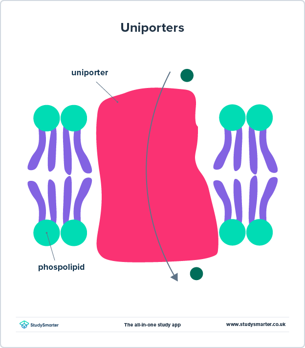 Transporte activo uniporte StudySmarter