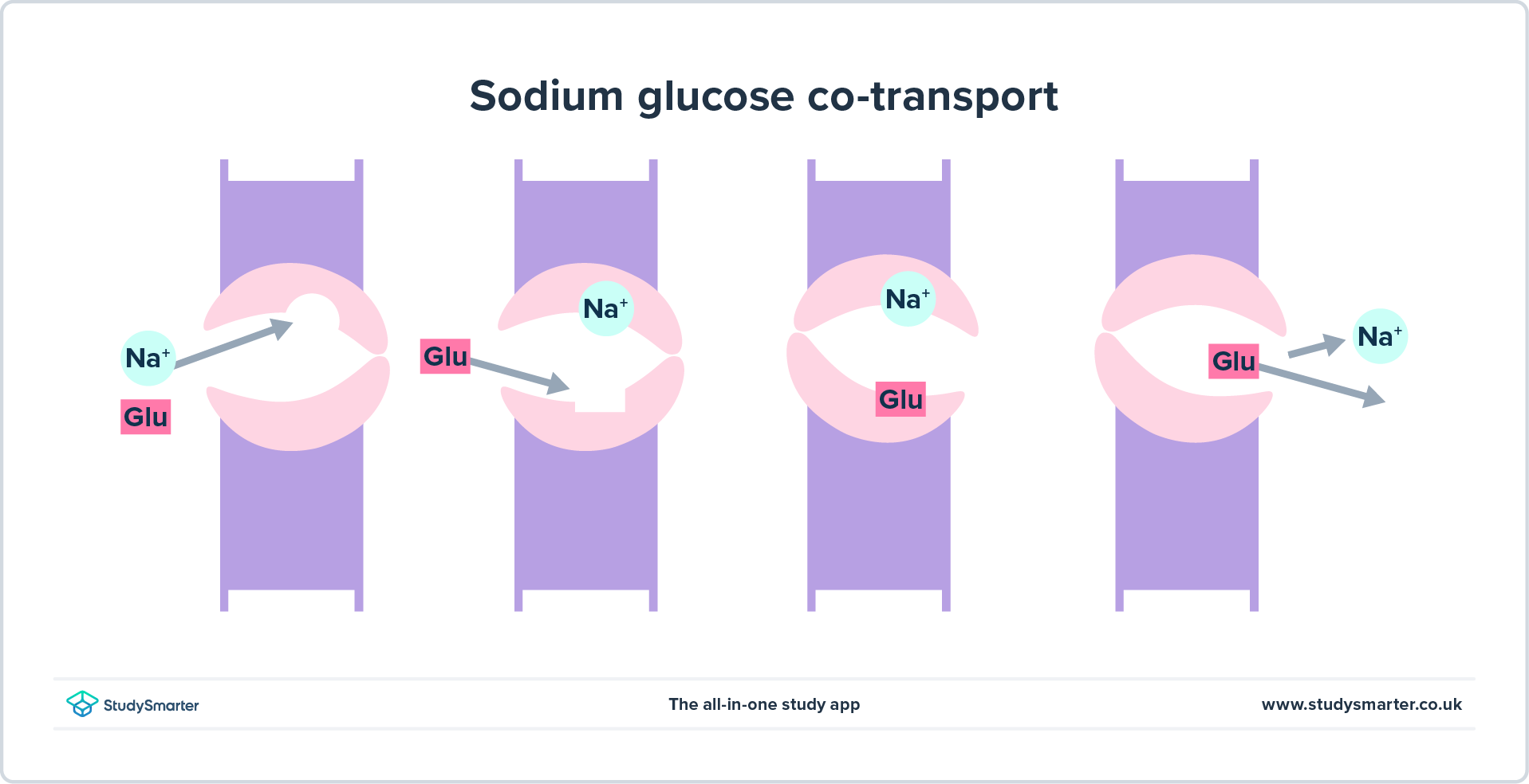 Cotransporte, StudySmarter Originals
