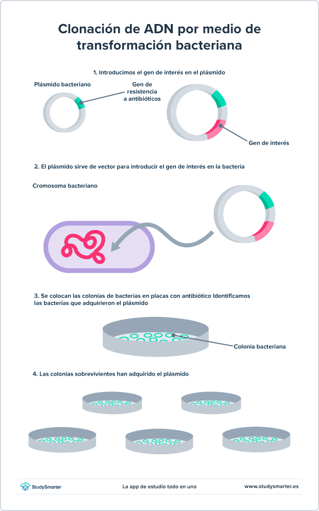 Clonación Diagrama del proceso de clonación de ADN o génica por medio de transformación bacteriana StudySmarter