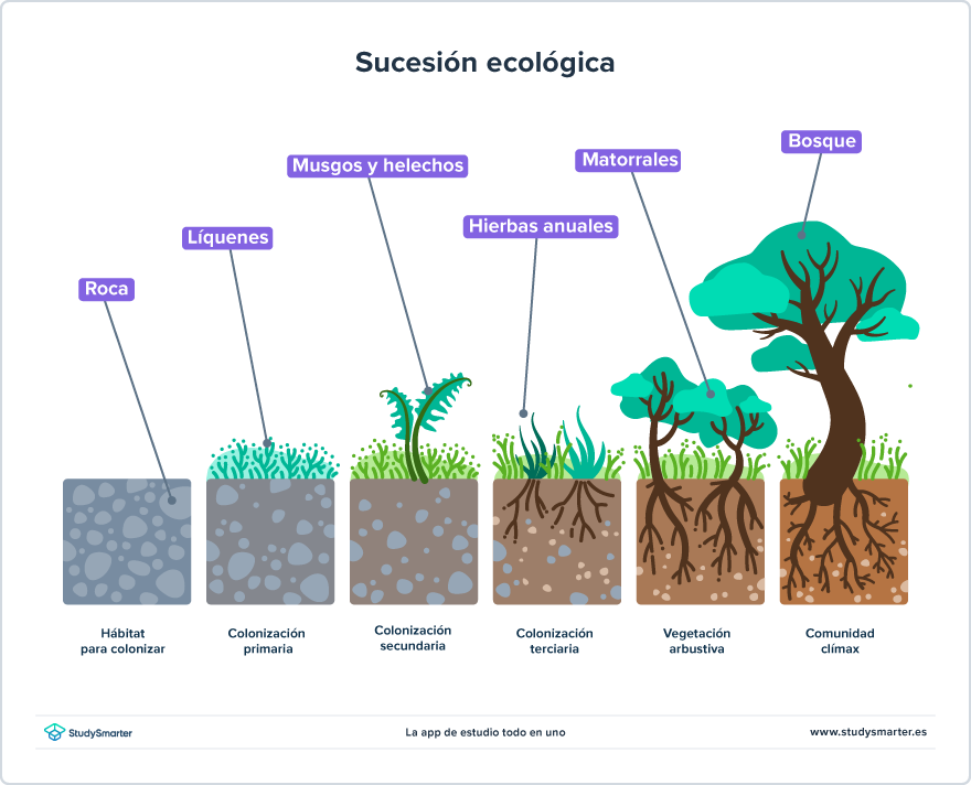 Sucesión ecológica Etapas de sucesión ecológica StudySmarter