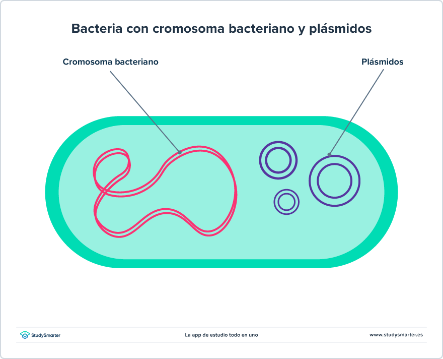 Clonación Diagrama de bacteria con cromosoma bacteriano y plásmidos StudySmarter