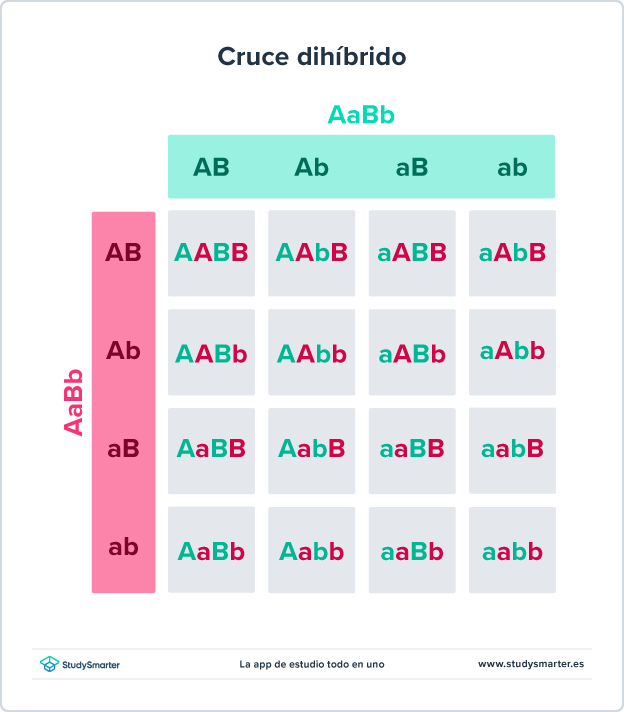 Genética y Probabilidad Cruce dihíbrido cuadrado de Punnett StudySmarter