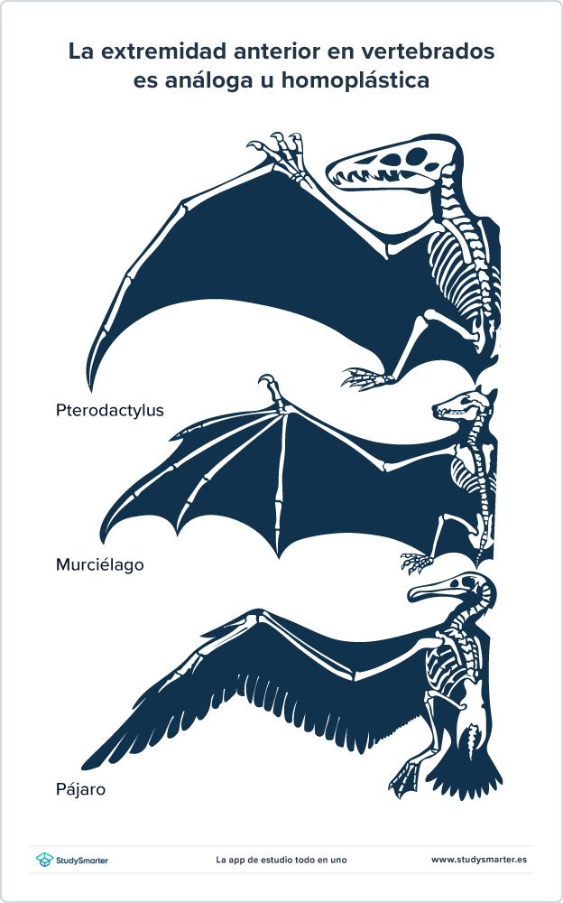 Evidencias evolutivas Extremidad anterior en vertebrados es análoga u homoplástica StudySmarter