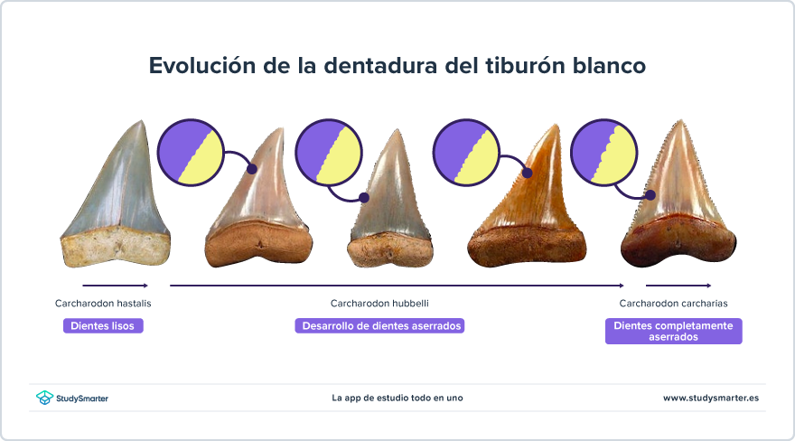 Evidencias evolutivas Fósiles de la dentadura del tiburón blanco StudySmarter