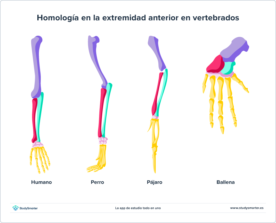 Evidencias evolutivas Homología en la extremidad anterior en vertebrados StudySmarter