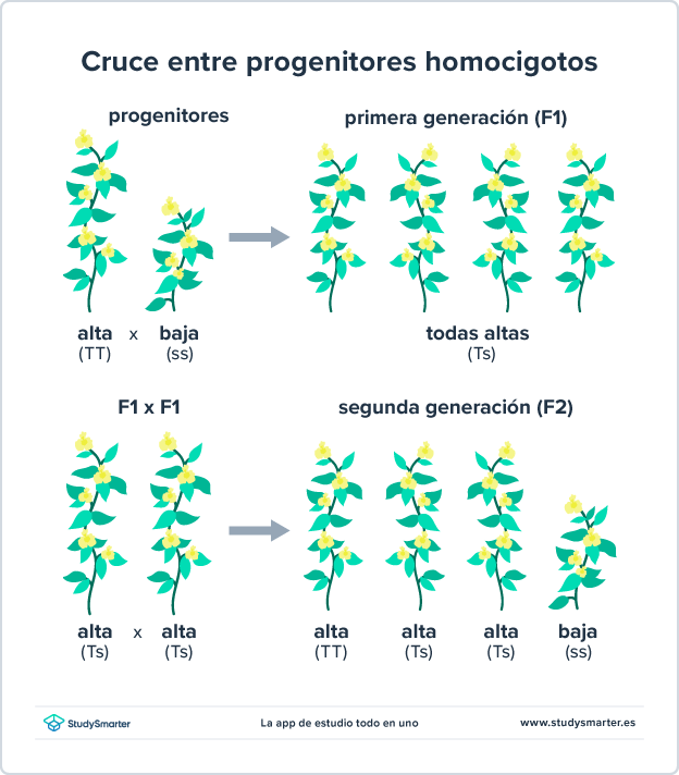 Genética y Probabilidad Cruce entre progenitores homocigotos, F1 y F2 StudySmarter