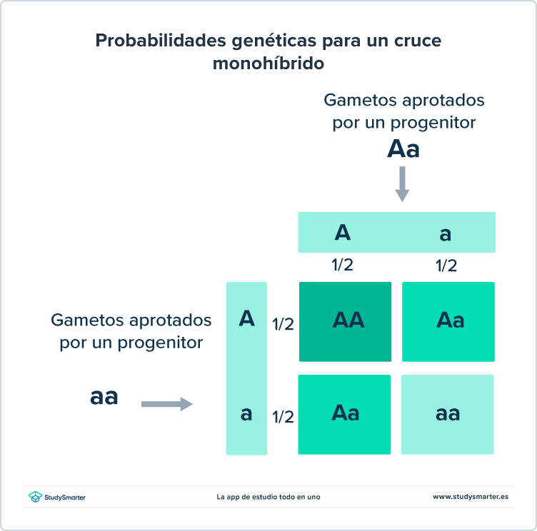 Genética y Probabilidad Probabilidades genéticas para un cruce monohíbrido StudySmarter