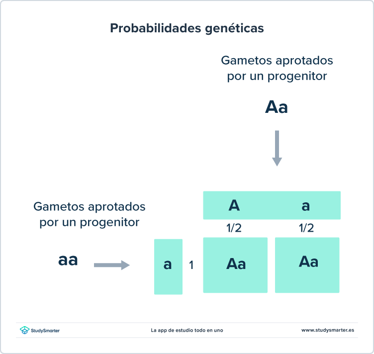 Genética y Probabilidad Ejemplo de probabilidades genéticas StudySmarter