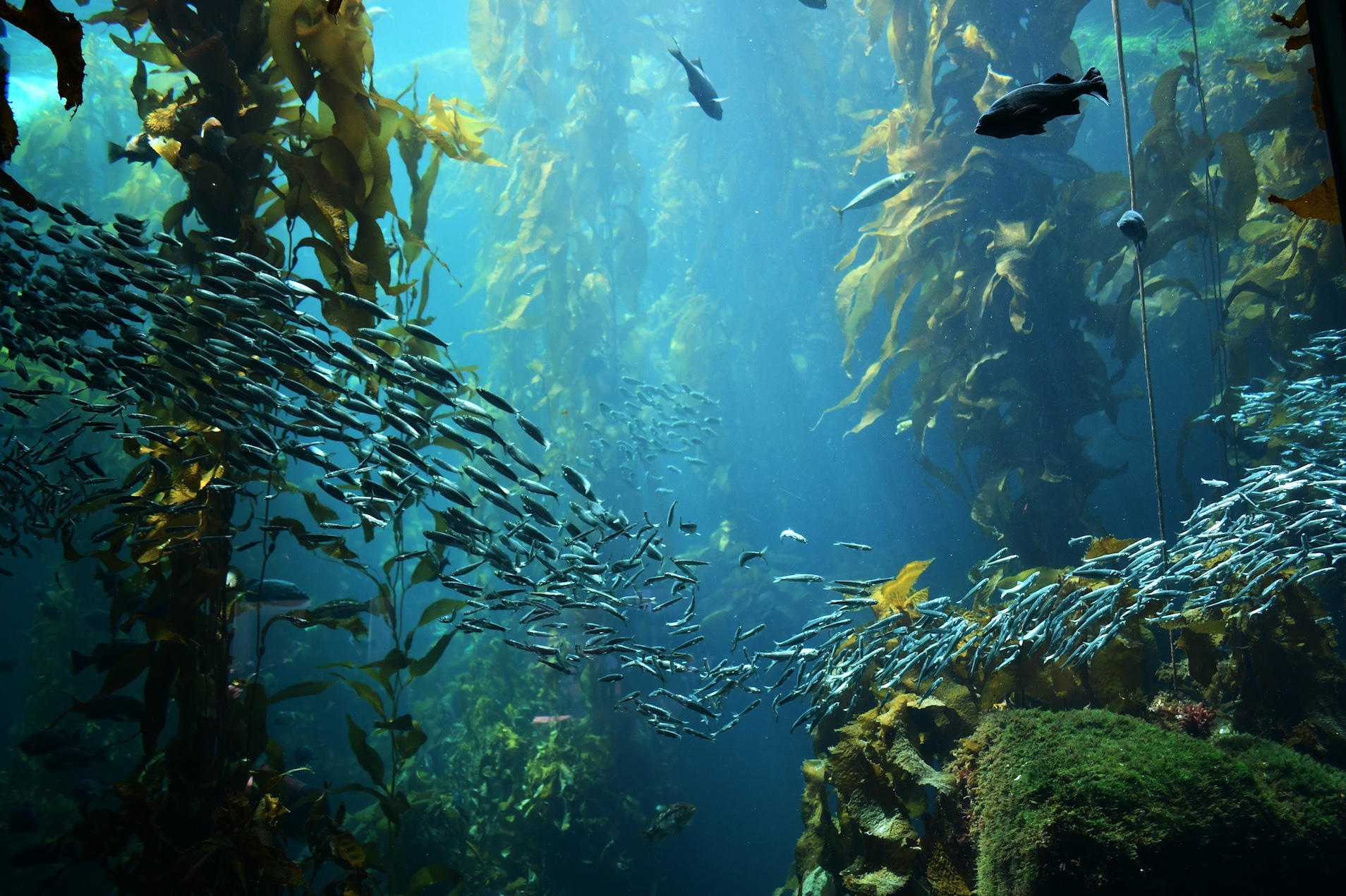 Keystone Species Kelp forests are an example of a foundation species. ÷ÈÓ°Ö±²¥