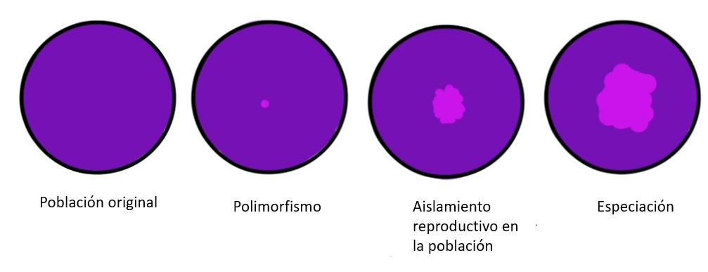 Proceso de especiación simpátrica