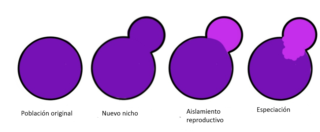 Especiación parapátrica