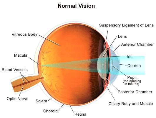 Defectos de la visión Visión normal ojo humano StudySmarter