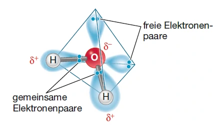 Wasser Biologie Räumliche Struktur StudySmarter
