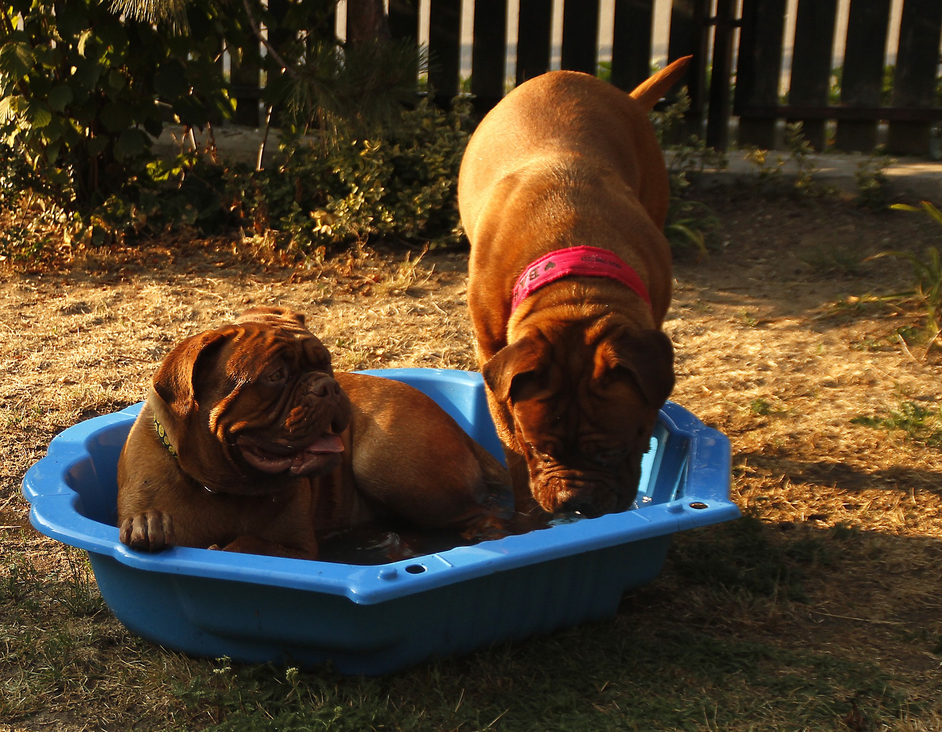 Regresión por mínimos cuadrados los perros bull mastiff son uno a una piscina de tamaño infantil StudySmarter