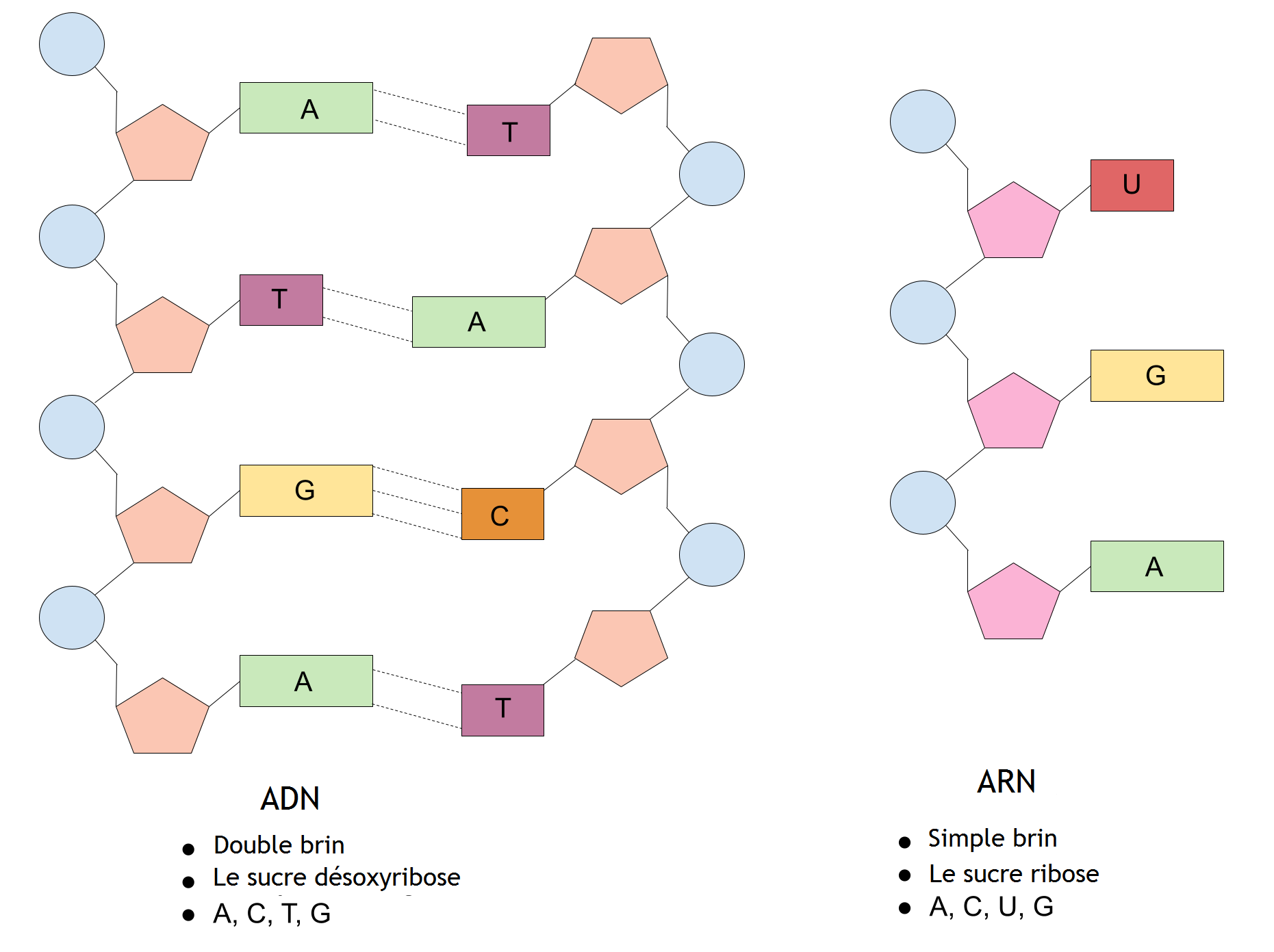Acide désoxyribonucléique, Comparaison entre l'ADN et l'ARN, StudySmarter